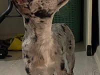 8 aylık merle chihuahua nadir bulunan bir cins