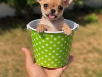 Wc Eğitimli Gold Chihuahua Yavru