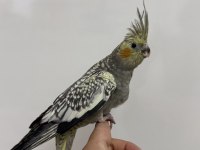 Sultan papağanı sahiplendirilecek