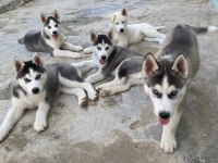 Dünyalar Güzeli Husky Yavrularımız