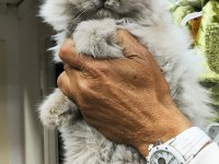 A kalite british longhair