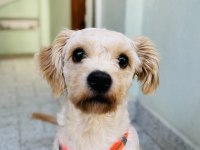 EĞİTİMLİ MALTİPOO