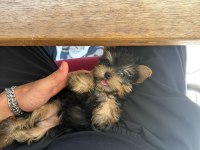 TEACUP Yorkshire bebek köpekler