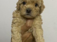 Erkek tam toy poodle maks 3 kg ırk garantili