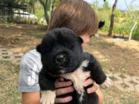 SAFKAN AMERİKAN AKİTA İNU