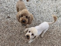 Yetişkin orjinal toy poodle erkek eğitimli