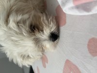 Maltese terrier köpeğimiz