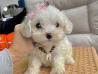 2 aylık maltese terrier yavruları