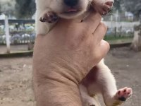 Kan hattına sahip nadir bulunanlardan albino alman kurdu