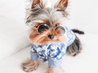 Teacup Köpeğimiz Daha Büyümeyecek