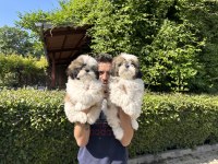 Shih Tzu Yavrularımız