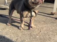 LİLAC TAN PLATİNUM ERKEK FRENCH BULLDOG