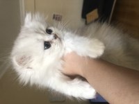 2 Aylık Yavru British Longhair Cins Kediler
