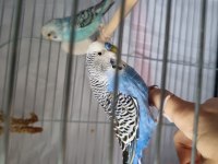 2 adet muhabbet kuşu