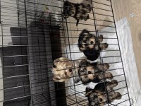 Minik sevimli oyuncu yavru köpekler
