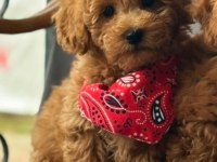 Toy Poodle Bebekler Ruhsatlı Çiftlikten