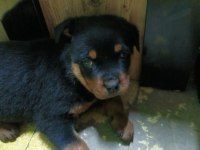Orjinal saf rottweiler yavrusu son 1 adet kaldı