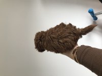 2 buçuk aylık tecaup red brown erkek yavru teddy surat