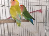 Sürekli Yumurtlayan Anaç Takım Papağanımız