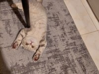Scottish fold 3.5 aylık dişi sağlıklı ve yumuşak karakterli