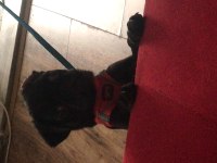 Pug en acilinden