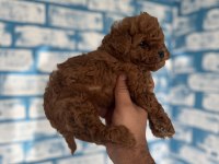 Toy poodle yavruları