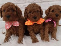 Kilo garantili toypoodle yavrular heryere gönderilir 