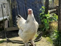 BLACK MODLED BRAHMA HOROZ