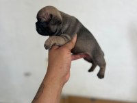 FAWN DİŞİ FRENCH BULLDOG YAVRUM ANNE BABA EXOTİC