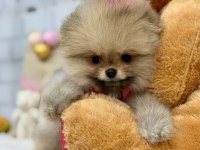 Minik teddy bear pomeranian kızımız