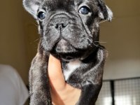 Ev bakımı şeceresi olan french bulldog yavrular