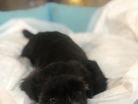 Morkie yavrularımız teslime hazır