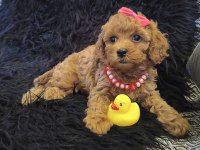 Sevimli Prenses Poodle