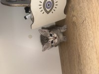 Minnoş bir dost kedi arıyorsan o burada