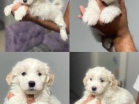 Kar beyaz terrier bebeklerimiz