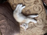 Saf Kan Golden British Shorthair Yavrular (Wcf Kayıtlı)