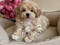 POFUDUK MALTİPOO BEBEĞİMİZ