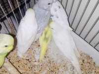 Kırmızı göz muhabbet kuşu