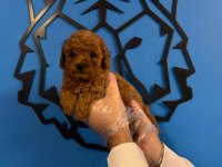 IRK GARANTİLİ RED TOY POODLE YAVRULARIMIZ