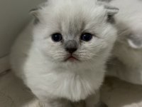 Silver point british shorthair