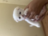 45 günlük scottish fold erkek kırık kulak