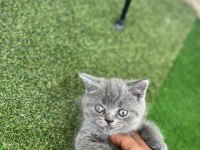 1.5 aylık eğitimli bebek british shorthair