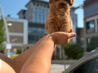 Sağlık ve ırk garantili maltipoo yavru