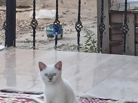 British yavru kedimiz