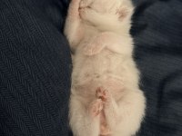 1 aylık kırık kulak scottish fold