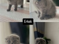 Kedilerim yeni sahiplerini bekliyorlar