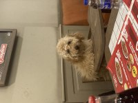 Oyun meraklısı köpeğimizle ilgilenen bahçeli evi ola