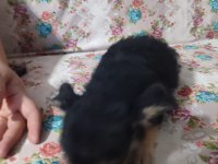 Mersin özel yavru köpekler