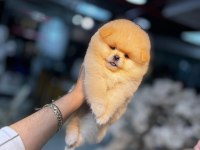MİCRO POMERNİAN BOO (KÜTAHYA EXUMA PET CENTER)