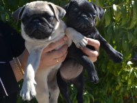 İki Aylık Pug Yavrularım Teslime Hazır
